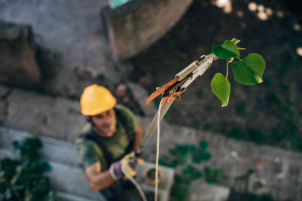 How Our Tree Care Process Works  in Highspire, PA